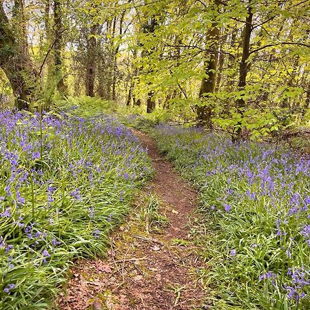 Woodland View -Hot Tub-Tenby-Carmarthen-St Clears Buitenkant foto