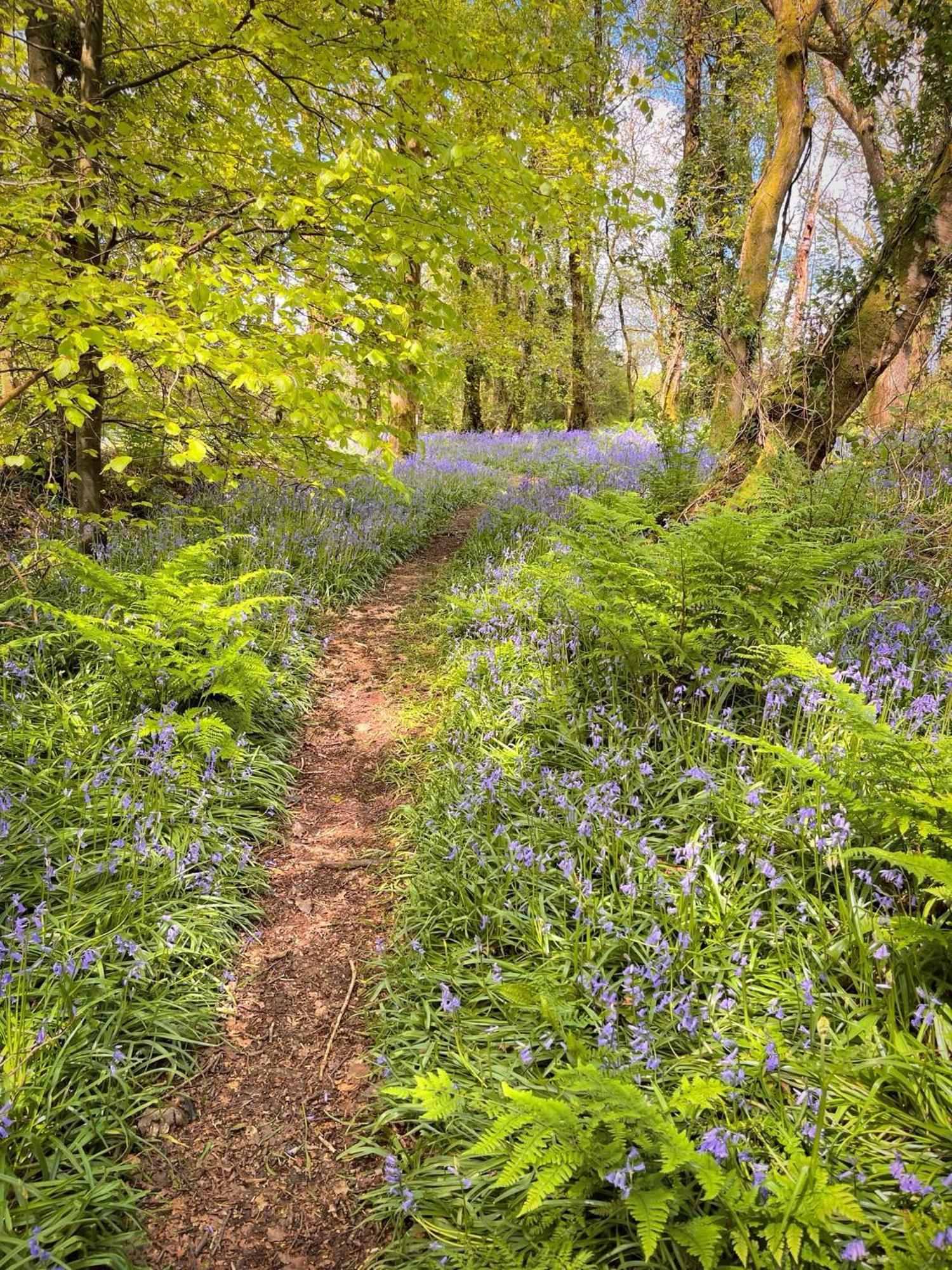 Woodland View -Hot Tub-Tenby-Carmarthen-St Clears Buitenkant foto