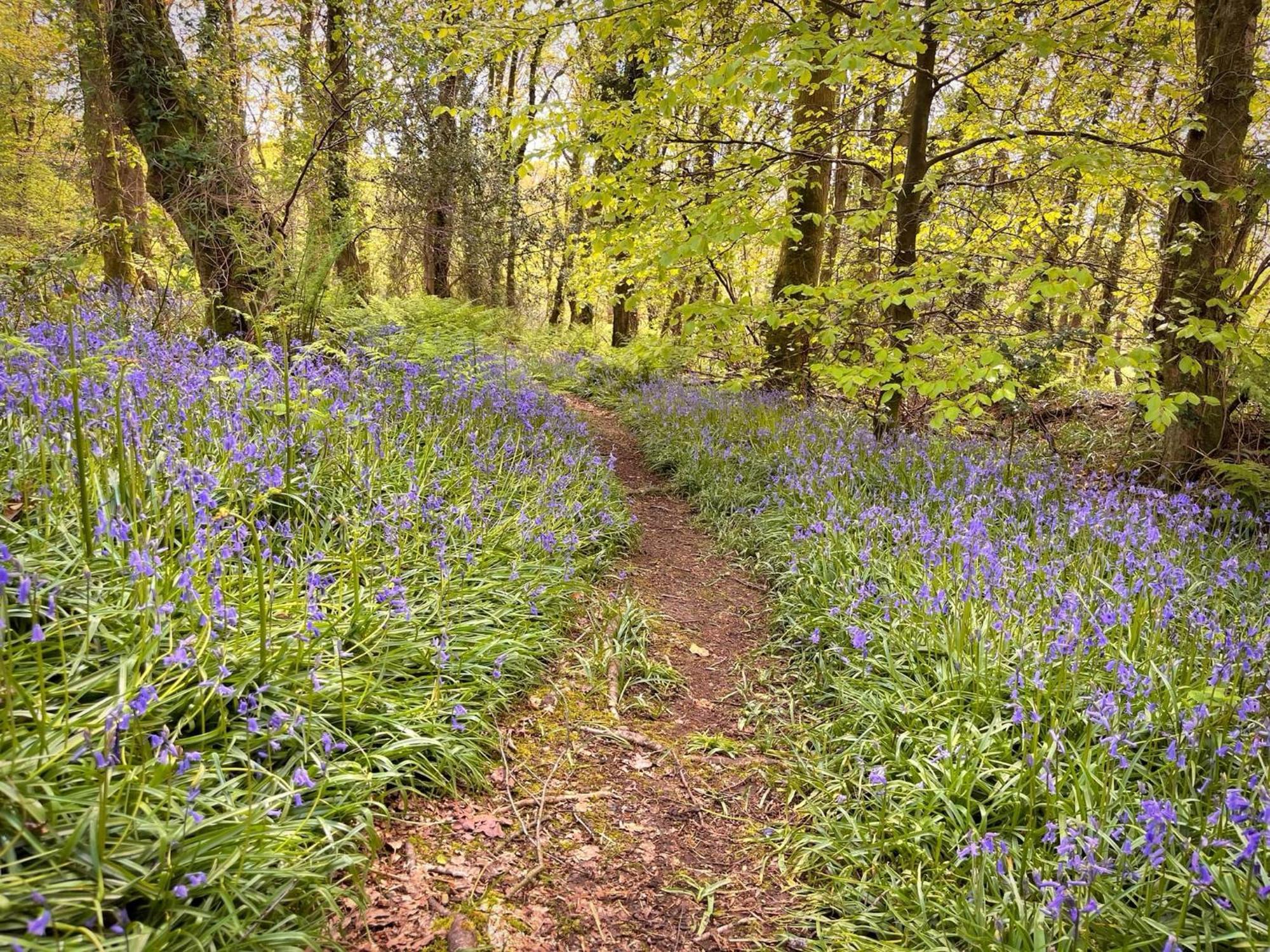 Woodland View -Hot Tub-Tenby-Carmarthen-St Clears Buitenkant foto